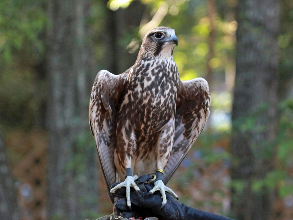 Saker_Falcon_RWD3_CROP-26899fd6c01c73f117e1061b1ff7b86e